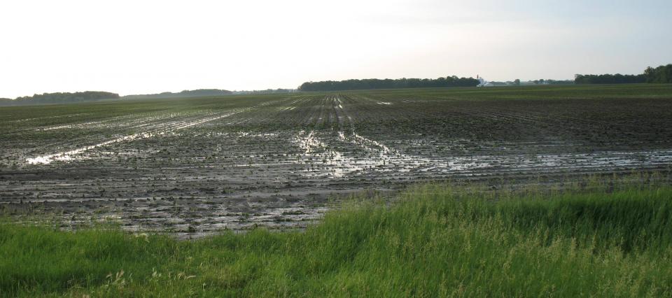 wet corn field crop