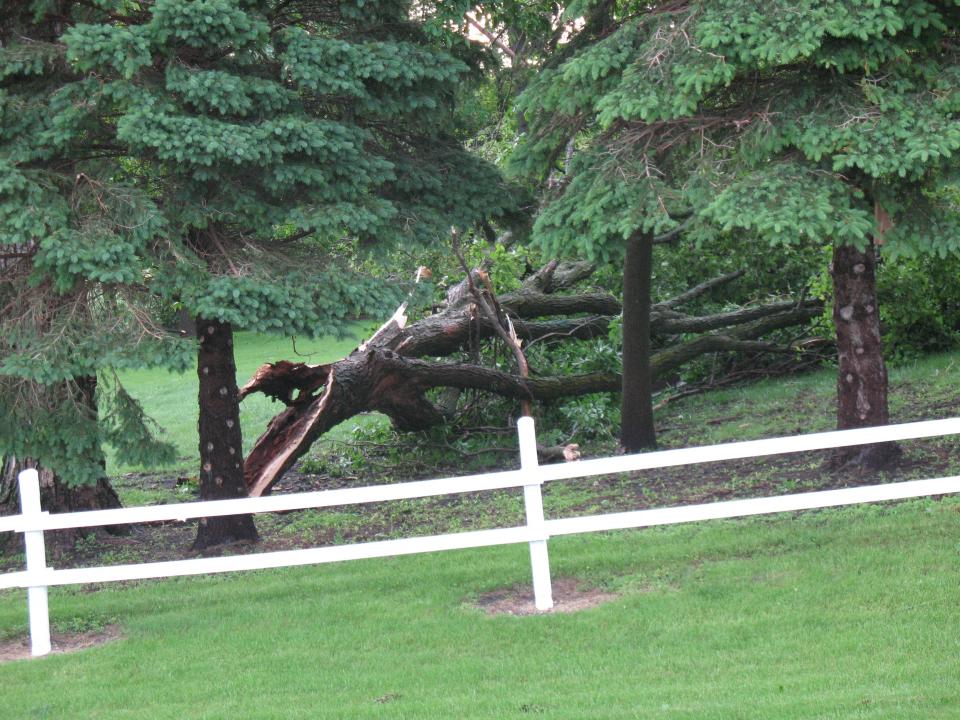 Broken Branch that fell off of a tree